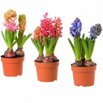 Hyacinth Bulb Fragrance – image 1