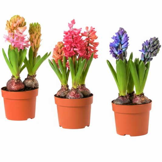Hyacinth Bulb Fragrance – image 1