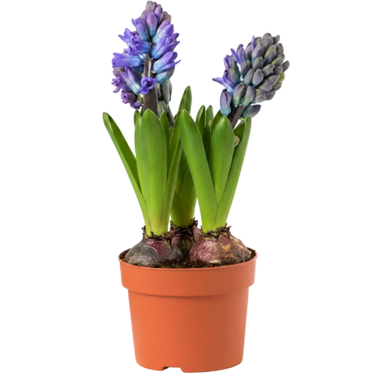 Hyacinth Bulb Fragrance – image 2