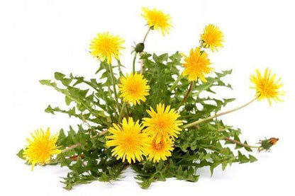 Wedelia Trilobata, Creeping Daisy or Rabbit Paw (small) – image 3