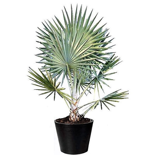 Bismark Palm, Bismarckia Nobilis – image 2