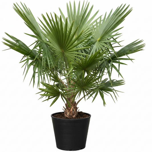 Bismark Palm, Bismarckia Nobilis – image 1