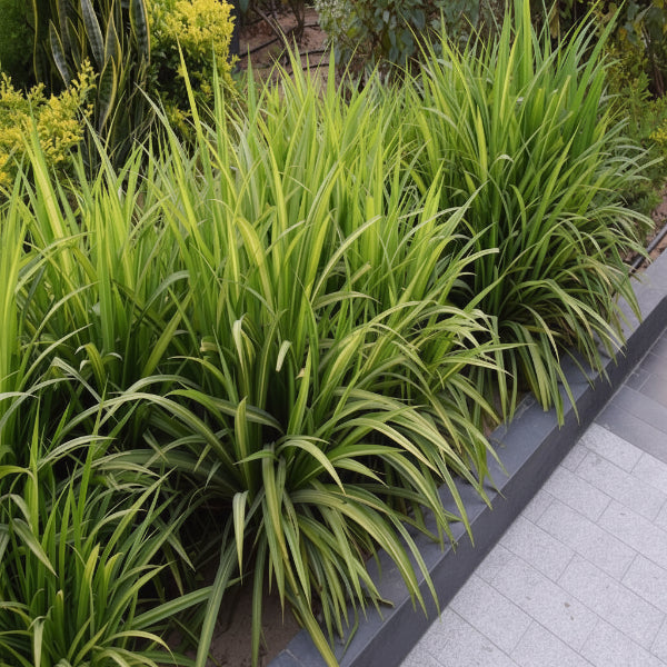Pandanus Baptistii – image 4