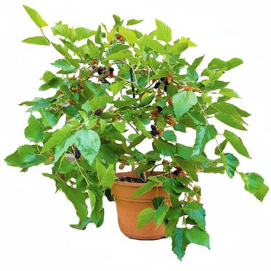 Mulberry Tree, Morus Alba – image 1
