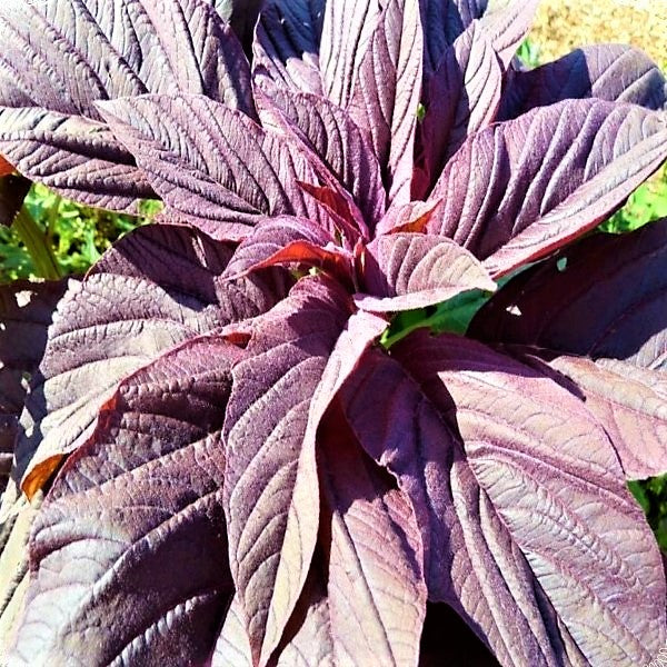 Red Amaranth, Amaranthus Cruentus – image 3