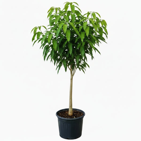 Mangifera indica, Mango Tree – image 2