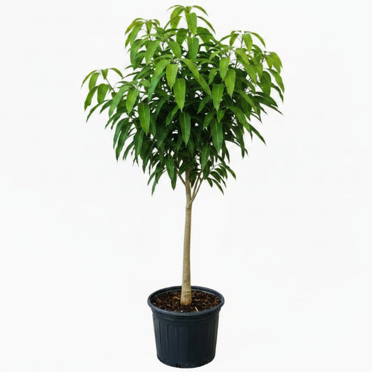 Mangifera indica, Mango Tree – image 2