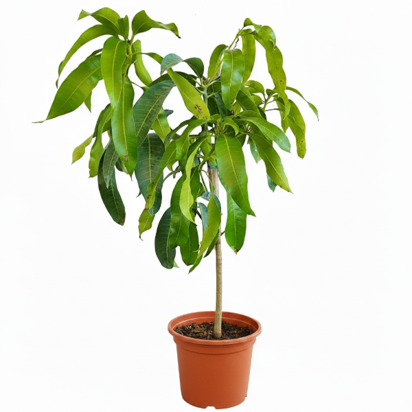 Mangifera indica, Mango Tree – image 3