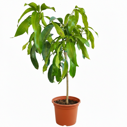 Mangifera indica, Mango Tree – image 3