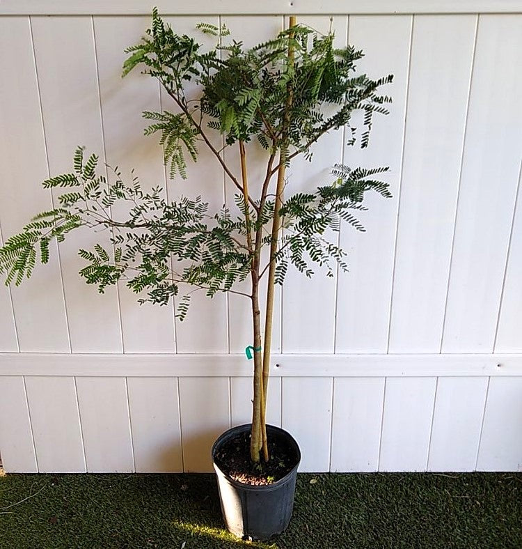Tamarind Tree, Tamarindus Indica – image 3