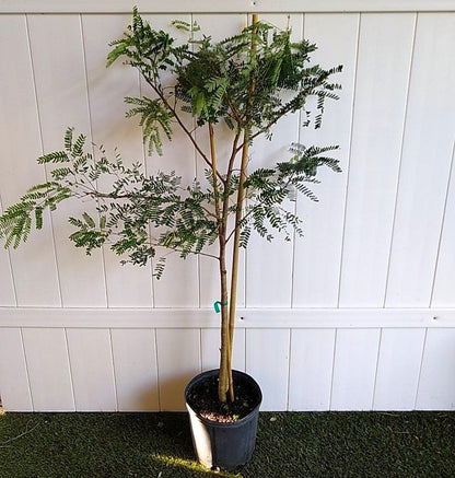 Tamarind Tree, Tamarindus Indica – image 3