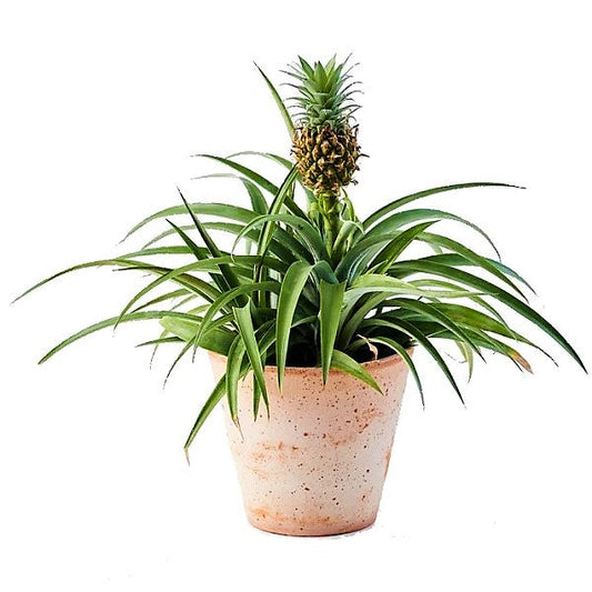 Pineapple, Ananas Comosus – image 2