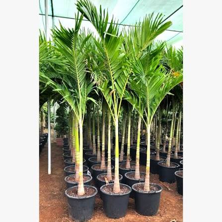 Manila Palm, Veitchia Merrillii – image 5