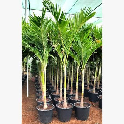 Manila Palm, Veitchia Merrillii – image 5