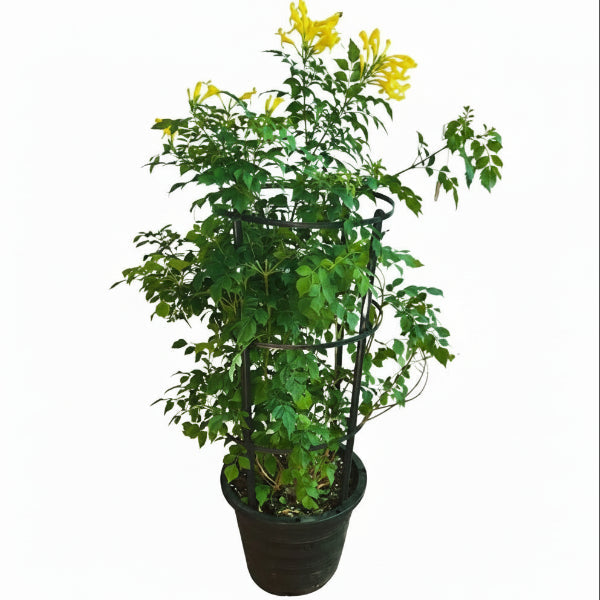 Yellow Bells, Tecoma Stans – image 9