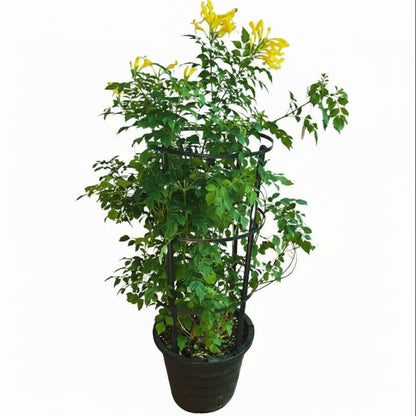 Yellow Bells, Tecoma Stans – image 9