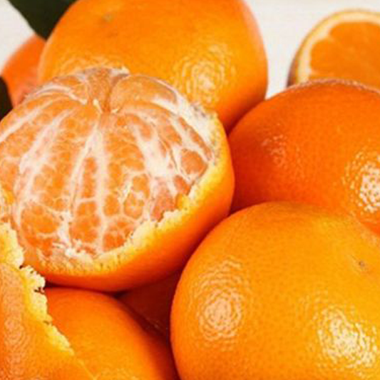 Mandarin Plant, Kinnow Orange tree – image 2