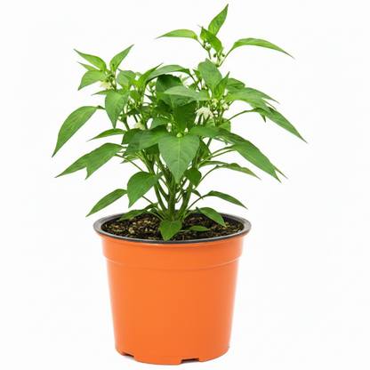 Hot Chili Plant – image 5