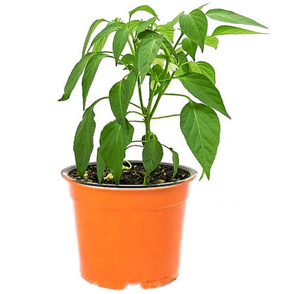 Ornamental pepper plant – image 4