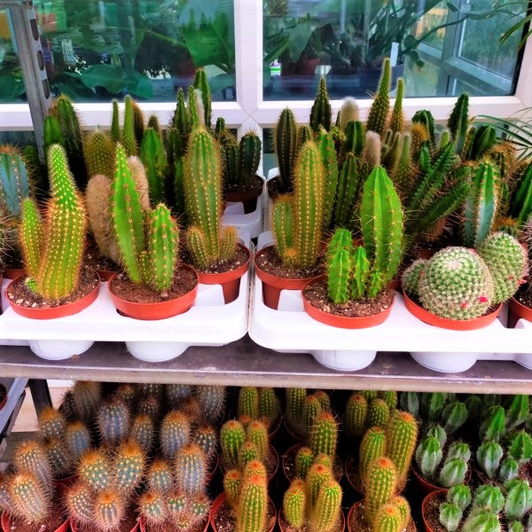 Ornamental Cactus – image 5