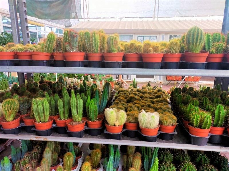 Ornamental Cactus – image 6