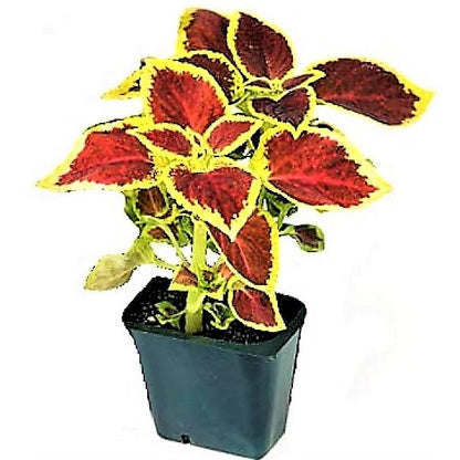 Coleus Mix per piece (small) – image 8