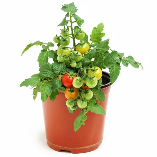 Cherry Tomato Plant – image 7
