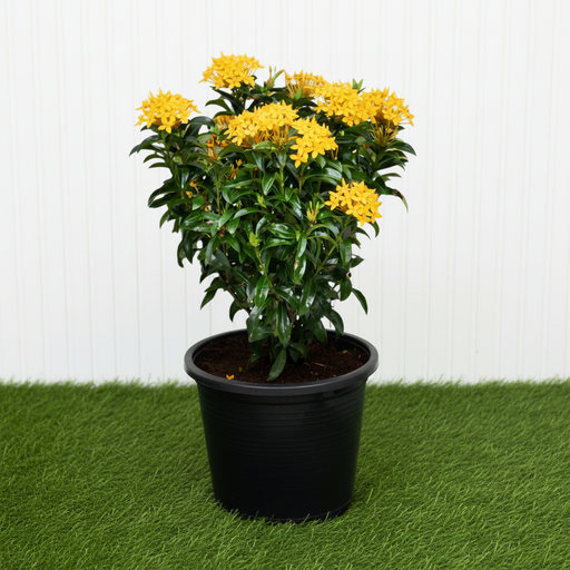 Yellow Ixora Ixora chinensis - 30–40 cm - Ceramic Pot