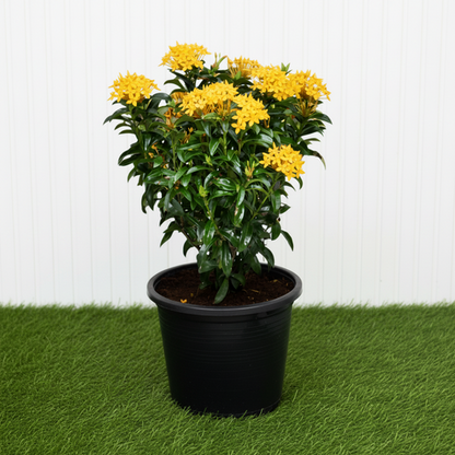 Yellow Ixora Ixora chinensis - 30–40 cm - Ceramic Pot