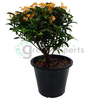Yellow Ixora Ixora chinensis - 35–40 cm - 19 cm Nursery Pot