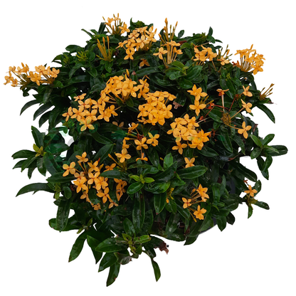 Yellow Ixora Ixora chinensis gallery image 7