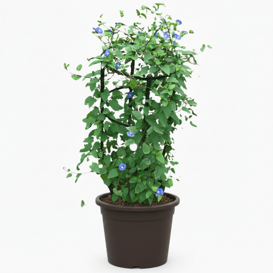 Jacquemontia Pentantha, Sky Blue Cluster Vine – image 2