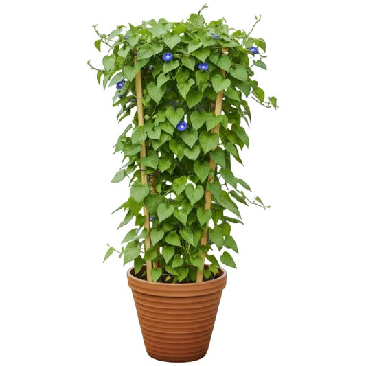 Jacquemontia Pentantha, Sky Blue Cluster Vine – image 1
