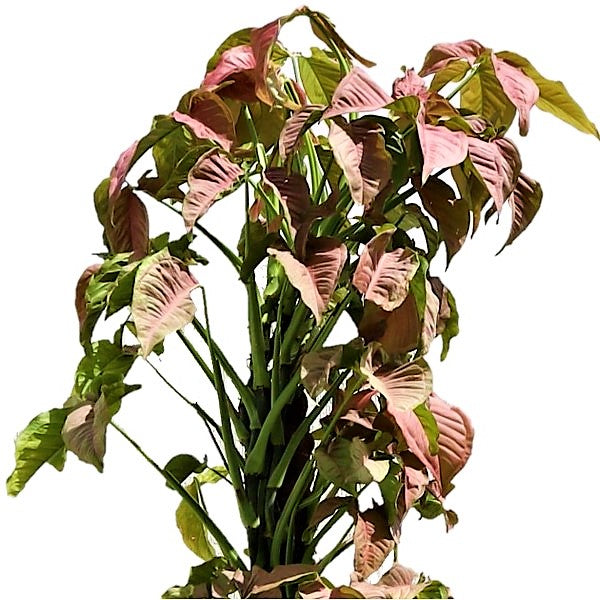 Syngonium Podophyllum, Red Heart – image 2
