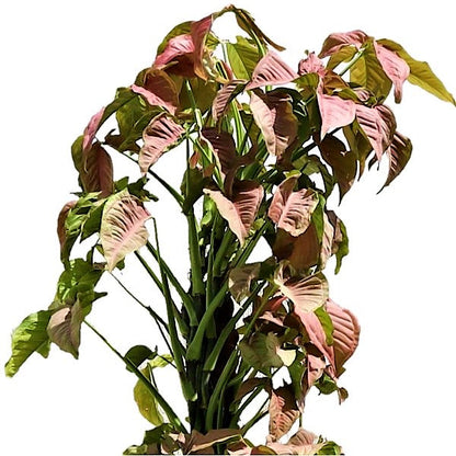 Syngonium Podophyllum, Red Heart – image 2