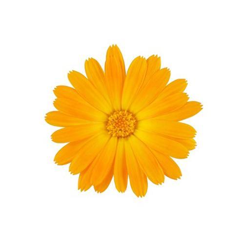 Calendula Officinalis, English Marigold – image 3