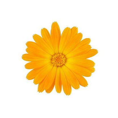 Calendula Officinalis, English Marigold – image 3