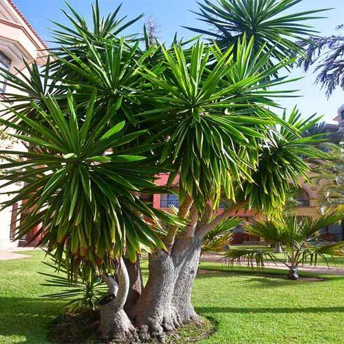 Yucca Elephantipes, Spineless Yucca, Giant Yucca – image 2