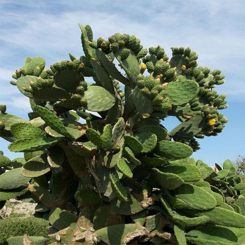 Opuntia Ficus Indica, Barbary Fig, Indian Fig – image 7