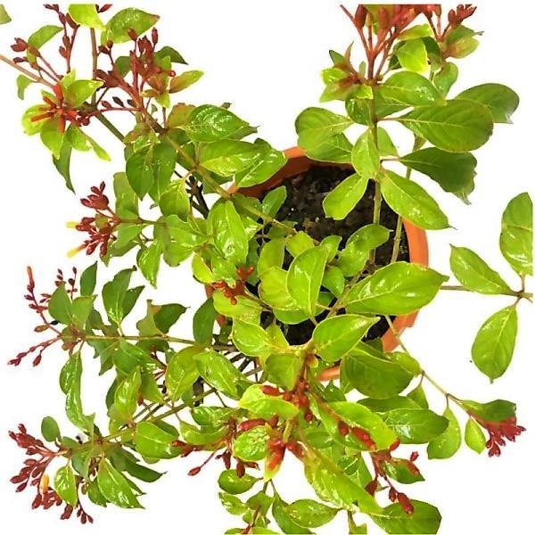 Fire Bush, Hamelia Patens – image 3