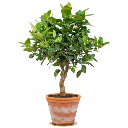Citrus Aurantifolia, Citrus Omani – image 2