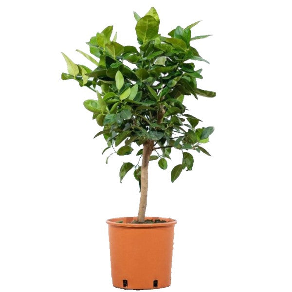 Citrus orange, Orange Tree – image 4