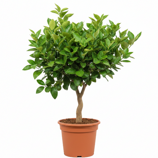 Citrus orange, Orange Tree – image 1