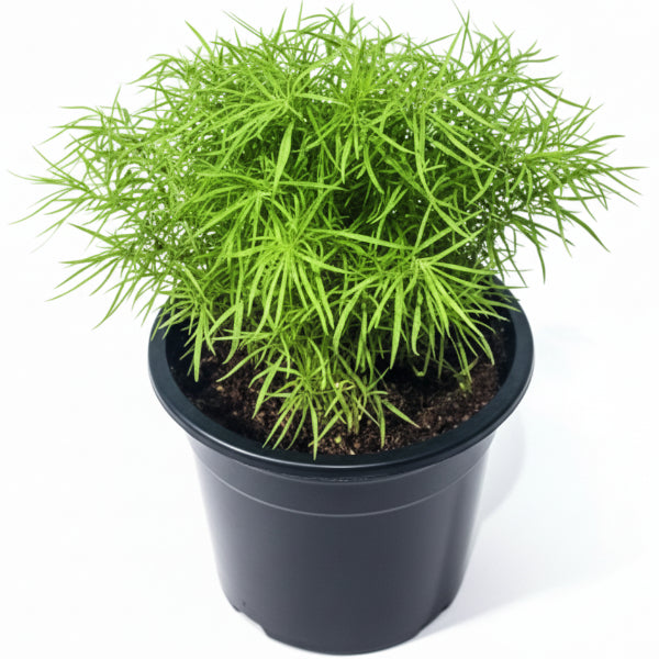 Summer Cypress, Kochia – image 1