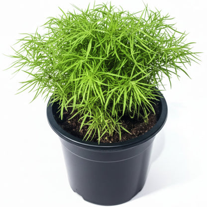 Summer Cypress, Kochia – image 1
