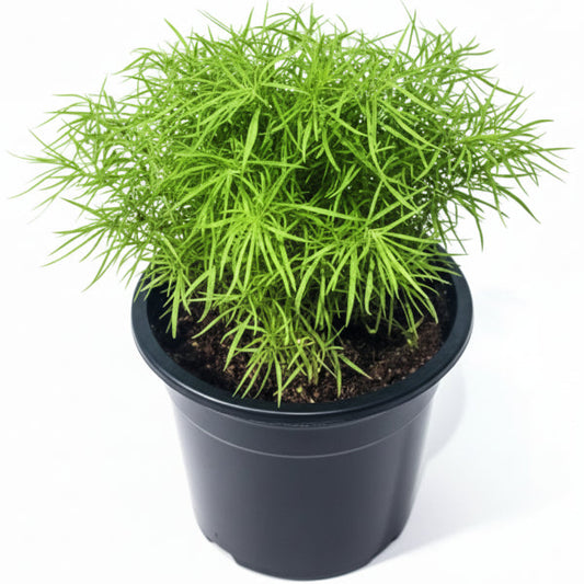 Summer Cypress, Kochia – image 1