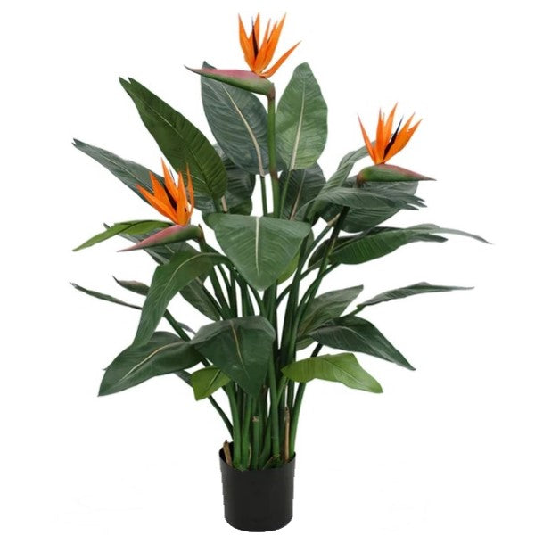 Bird of Paradise, Strelitzia Reginae, Indoor – image 5