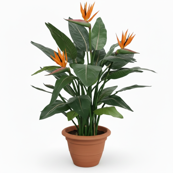 Bird of Paradise, Strelitzia Reginae, Indoor – image 1
