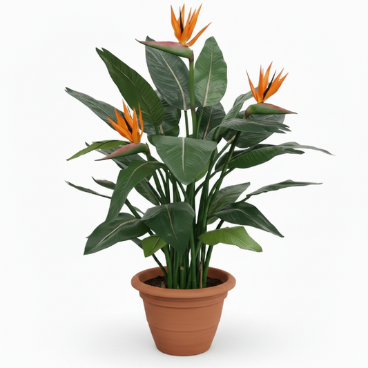 Bird of Paradise, Strelitzia Reginae, Indoor – image 1