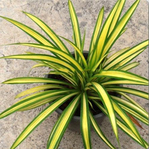 Pandanus Baptistii Variegata – image 3